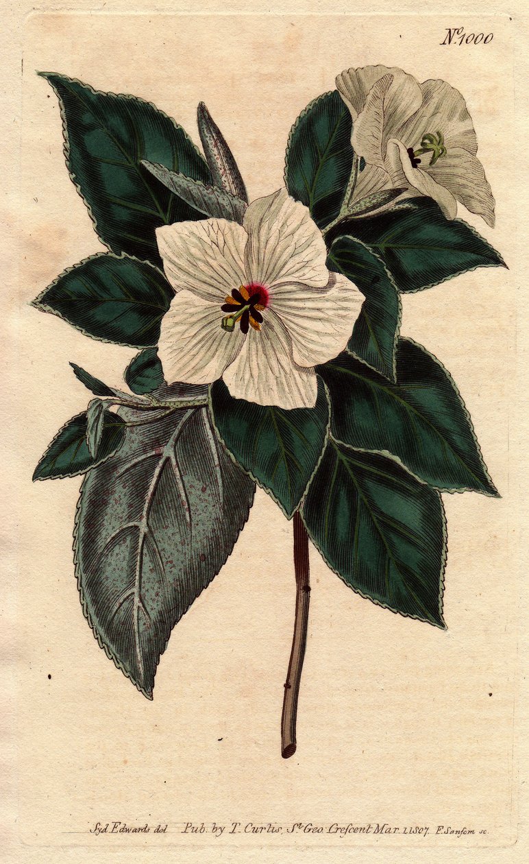 Melhania Saint Helena with white flowers.圣海伦娜红木，开白花。Melhania erythroxylon.手绘铜版画，来自威廉-柯蒂斯的《植物学杂志》1790-1800年的植物学插图，作者是Sydenham Edwards。 作者 西德纳姆·泰斯特·爱德华兹