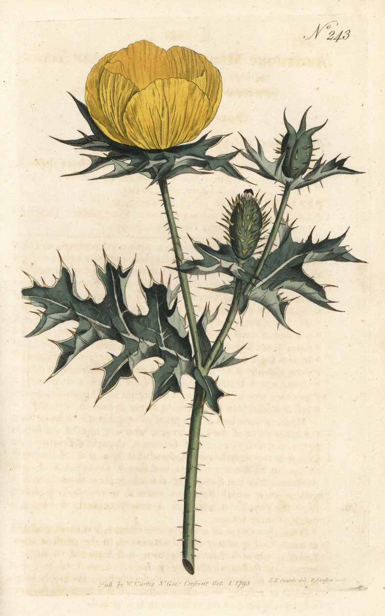 墨西哥 argemone - 墨西哥 argemone 或多刺罂粟，Argemone mexicana。 在伦敦威廉·柯蒂斯 (William Curtis) 植物学杂志的 Sydenham Edwards 插图后，Sansom 手工雕刻的铜版画 作者 西德纳姆·泰斯特·爱德华兹