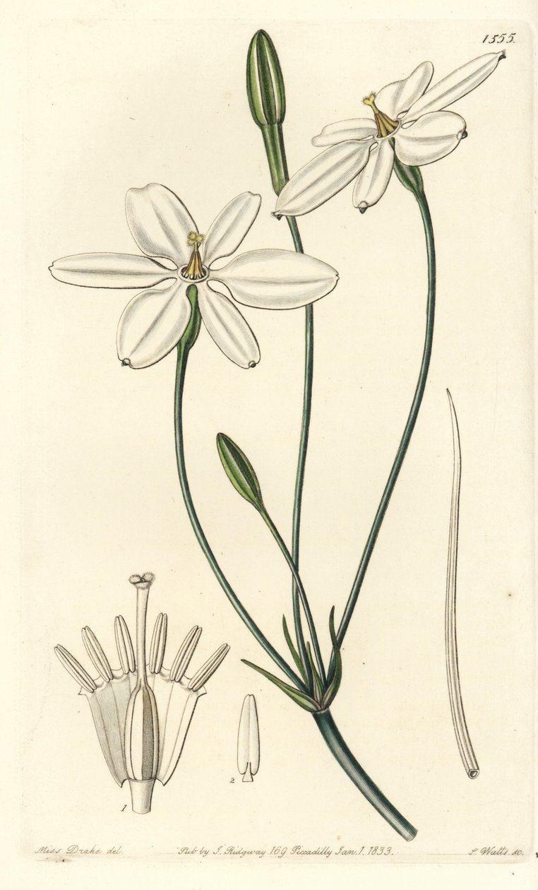 墨西哥之星 - 墨西哥之星或雪白的米拉，Milla biflora。S. Watts根据莎拉-德雷克小姐的插图进行的手绘铜版画，出自伦敦Ridgeway的Sydenham Edwards《植物志》。 作者 西德纳姆·泰斯特·爱德华兹