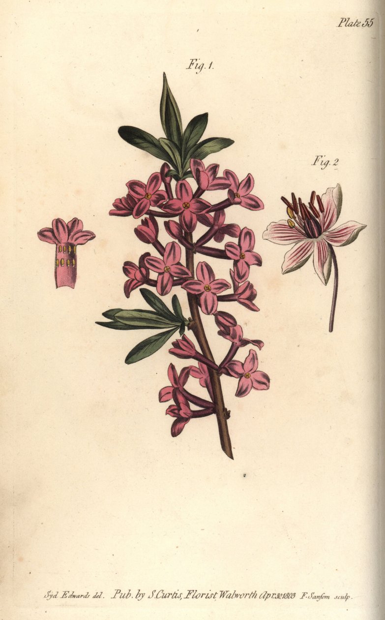 Mezereon, Daphne mezereum, Octandria 作者 西德纳姆·泰斯特·爱德华兹