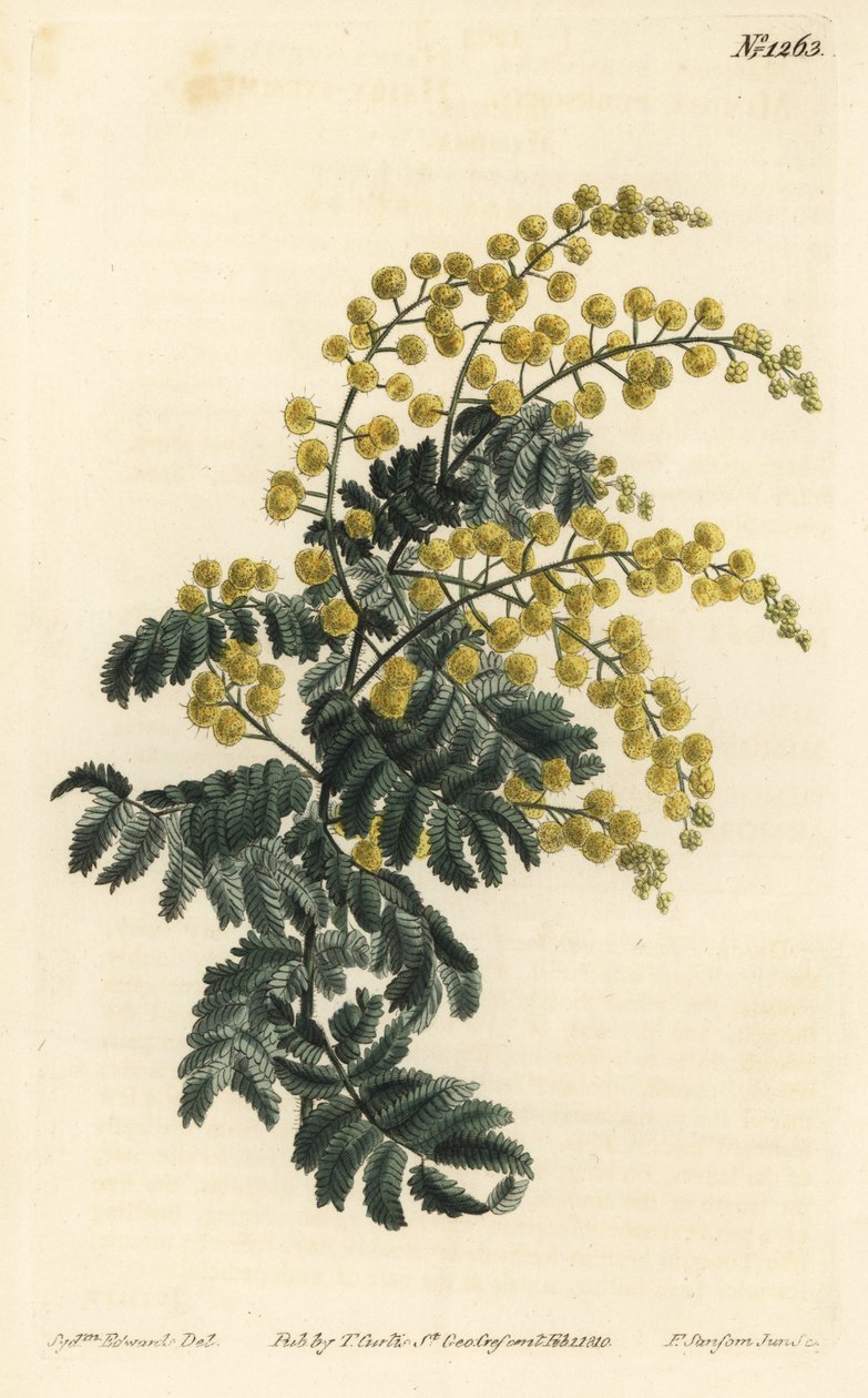 F. Sansom Jr.根据Sydenham Edwards的插图进行的手绘铜版画，出自William Curtis的植物学杂志，T. Curtis，伦敦 作者 西德纳姆·泰斯特·爱德华兹