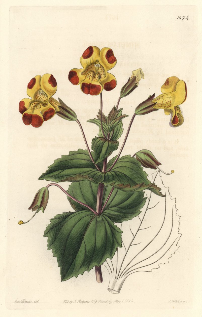 Mimule，绰号猴子花或麝香花，混合品种 - S. Watts Strong Water，来自植物学名录的 Sarah Anne Drake (1803-1857) 插图 作者 西德纳姆·泰斯特·爱德华兹