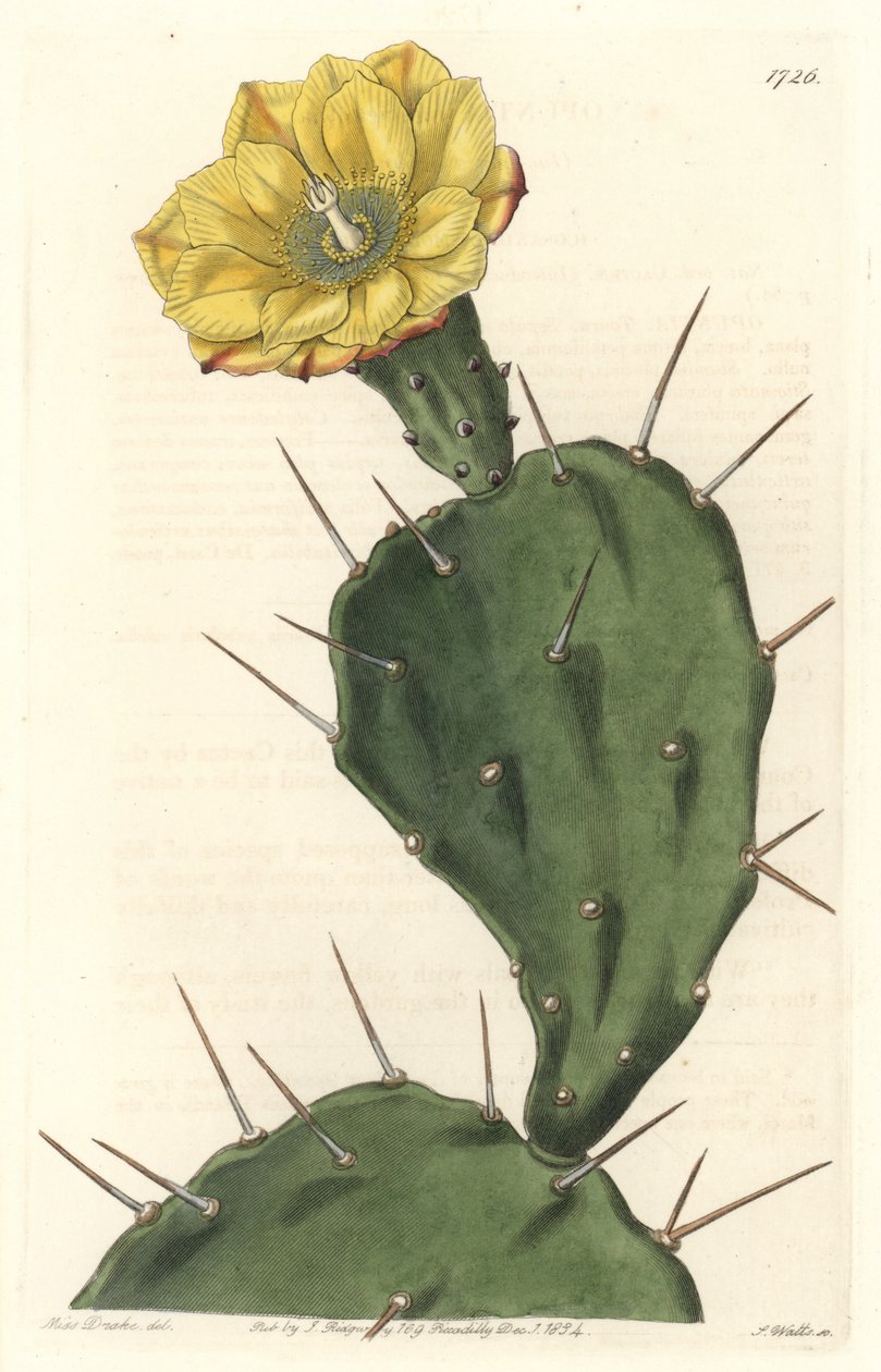 Monacanth仙人掌，开花的仙人掌，原产于南美洲--S.Watts根据Sarah Anne Drake（1803-1857）的插图制作的强水，来自《植物志》。 作者 西德纳姆·泰斯特·爱德华兹