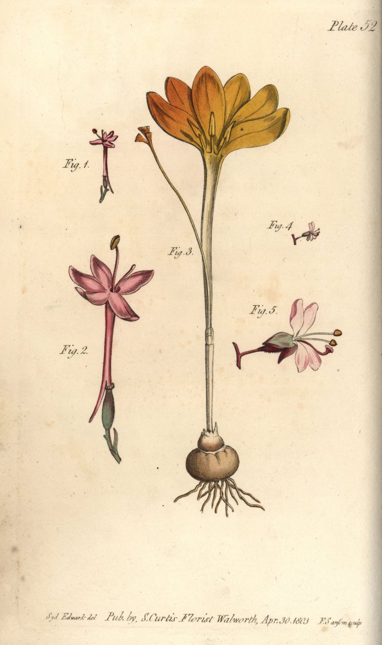 Monandria 1,2, cloth of gold, Crocus angustifolius (Triandria) 3, and enchanter