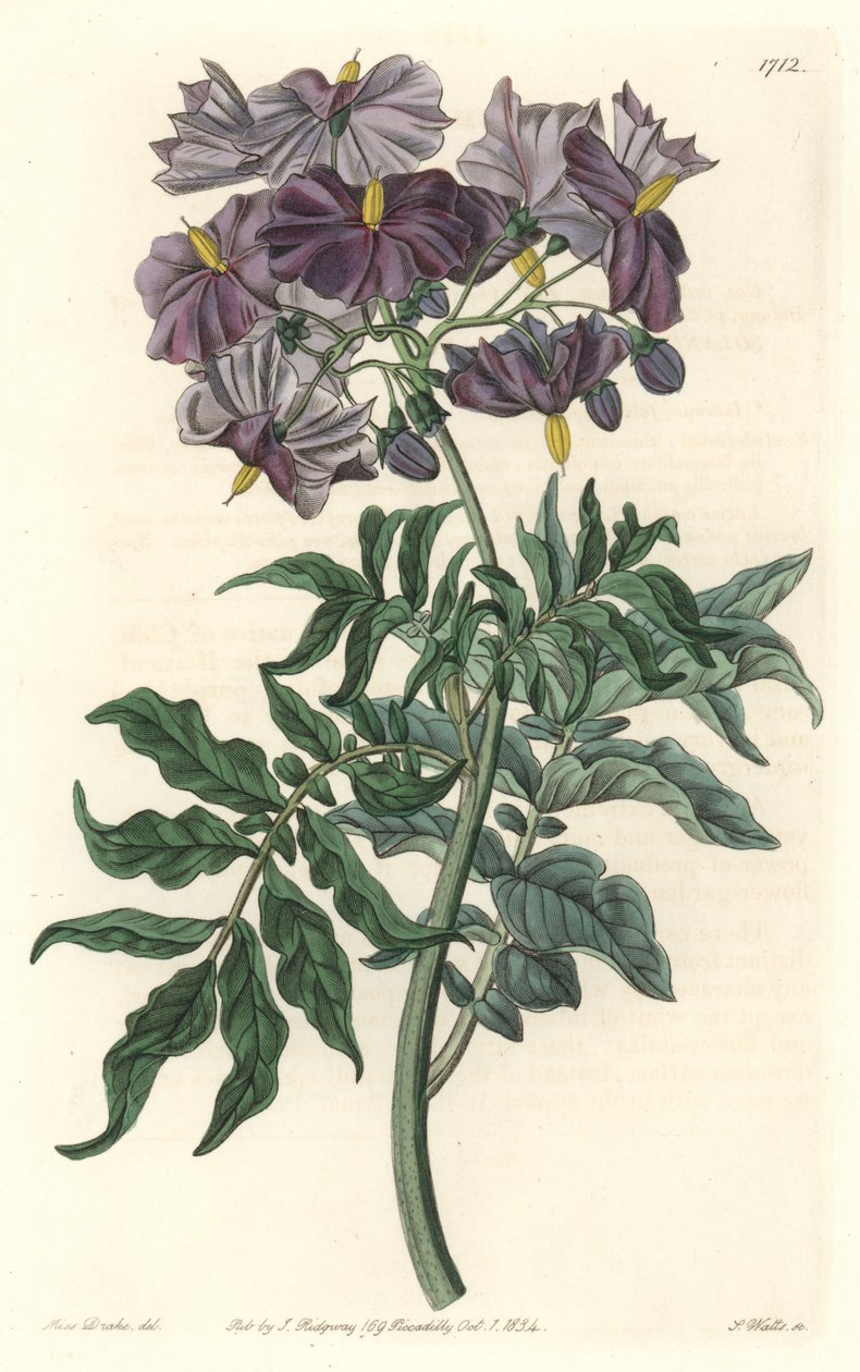 莫莱尔（Solanum），原产于智利--S. Watts根据Sarah Anne Drake（1803-1857）的插图制作的强水，来自《植物志》。 作者 西德纳姆·泰斯特·爱德华兹