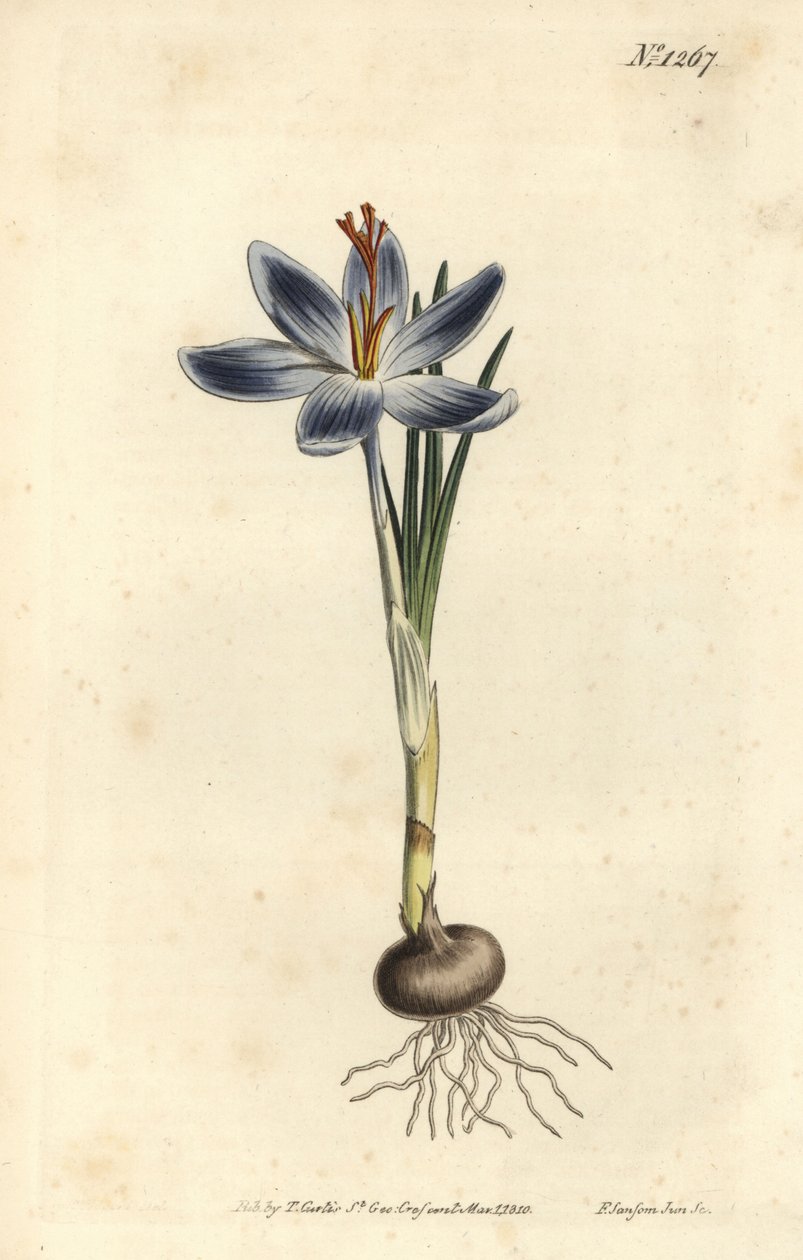 山地红花，Crocus serotinus。F. Sansom Jr.根据Sydenham Edwards的插图进行的手绘铜版画，出自William Curtis的植物学杂志，T. Curtis，伦敦 作者 西德纳姆·泰斯特·爱德华兹