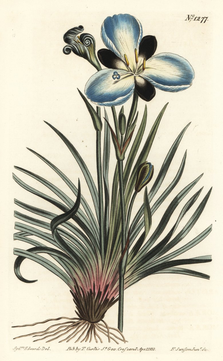 哀伤的花蕊，Aristea lugens（Aristea melaleuca）。F. Sansom Jr.根据Sydenham Edwards的插图进行的手绘铜版画，出自William Curtis的植物学杂志，T. Curtis，伦敦 作者 西德纳姆·泰斯特·爱德华兹