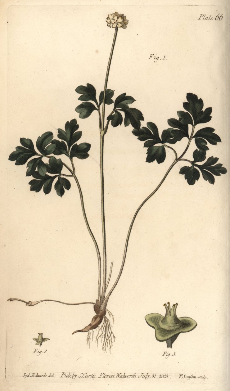 麝香根，Adoxa moschatellina，Tetragynia，花1和花蕊2，3。F. Sansom为William Curtis在兰贝斯植物园的植物学讲座所作的植物学插图的手绘铜版画，由Sydenham Edwards绘制。 作者 西德纳姆·泰斯特·爱德华兹