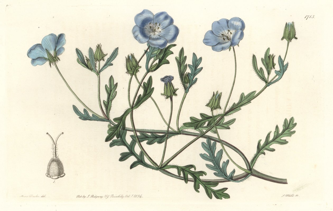 Namophile maculee，原产于加利福尼亚--S.Watts根据Sarah Anne Drake（1803-1857）的插图创作的Water forte，来自《植物志》。 作者 西德纳姆·泰斯特·爱德华兹