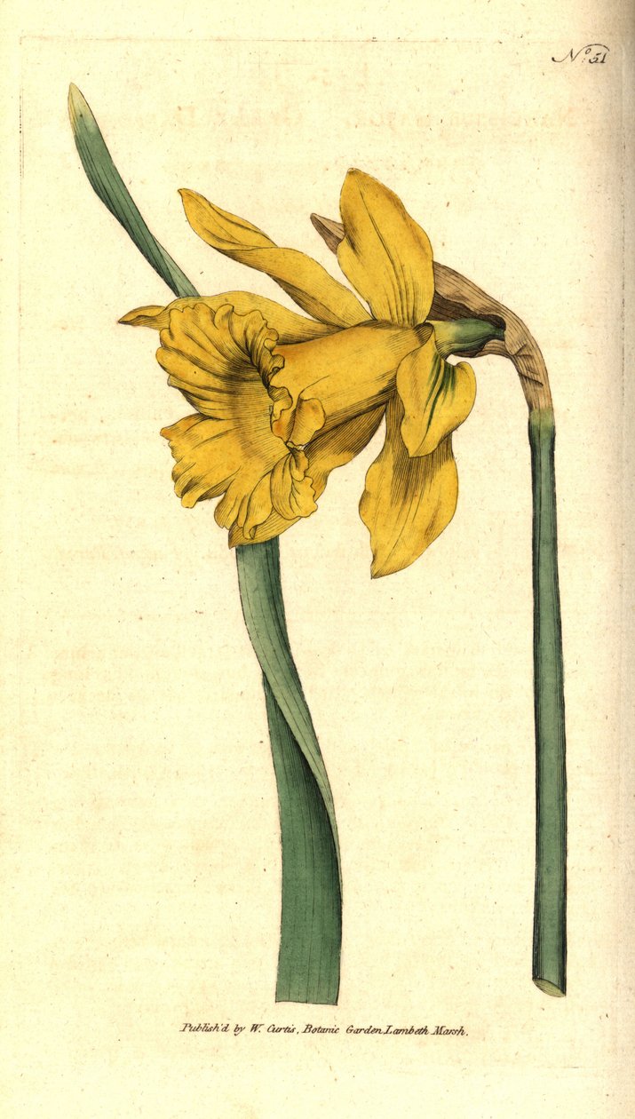 水仙 - 西班牙水仙，Narcissus hispanicus（大水仙，Narcissus major）。根据威廉-柯蒂斯的《植物学杂志》中的植物学插图进行的手绘铜版画，伦敦兰贝斯沼泽地 作者 西德纳姆·泰斯特·爱德华兹