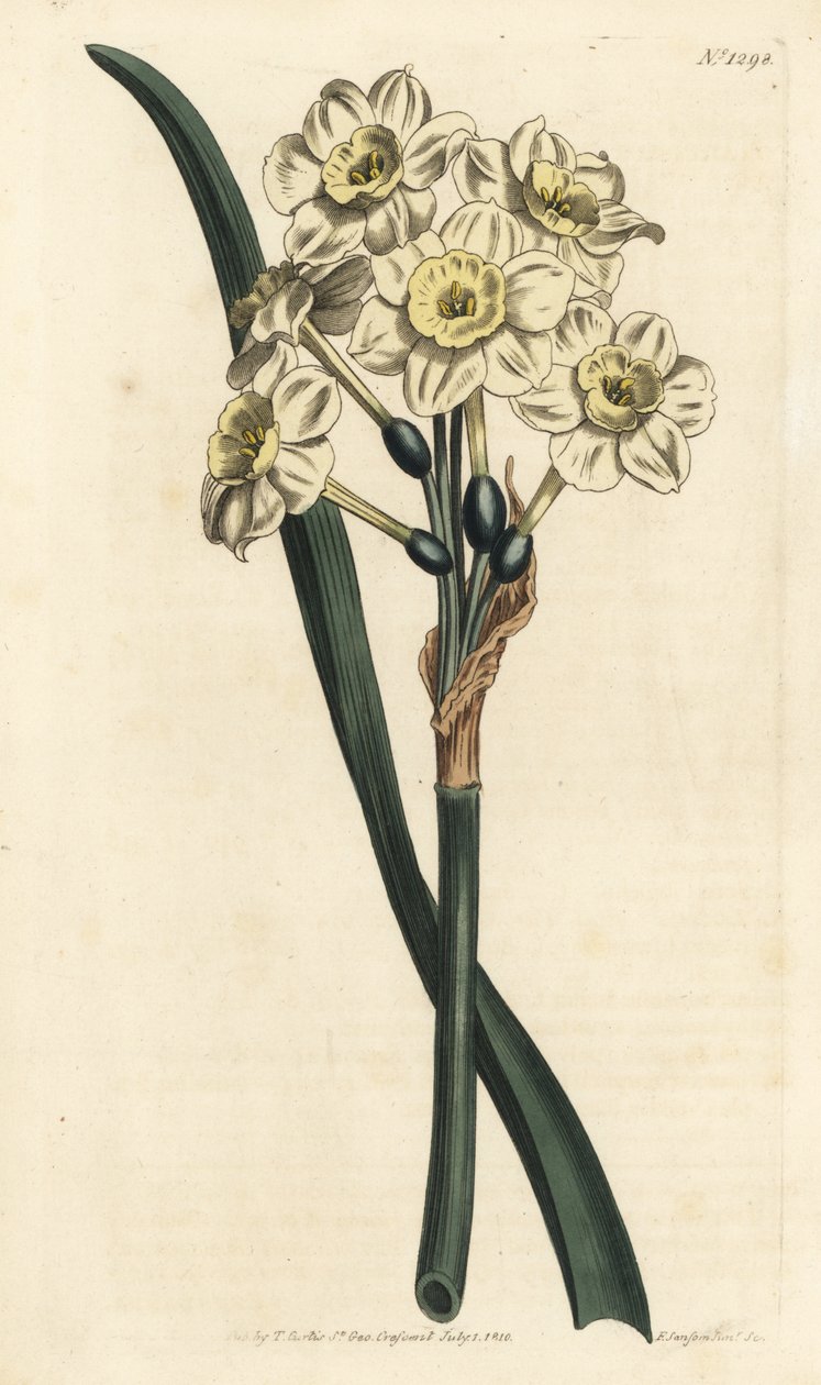水仙花束--束花水仙，Narcissus tazetta (Pale-cupped white garden narcissus; Narcissus orientalis)--F. Sansom Jr.根据William Curtis