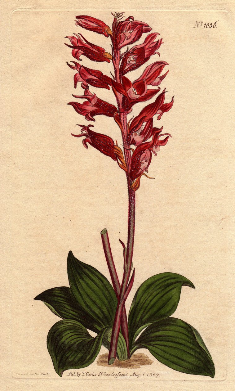 霜花纽蒂兰，花色为粉红色和深红色，原产于牙买加。霜花Neottia，花色深红和粉红，原产于牙买加。Stenorhynchus squamulosus (Neottia orchioides)手绘铜版画，来自于植物学期刊。 作者 西德纳姆·泰斯特·爱德华兹