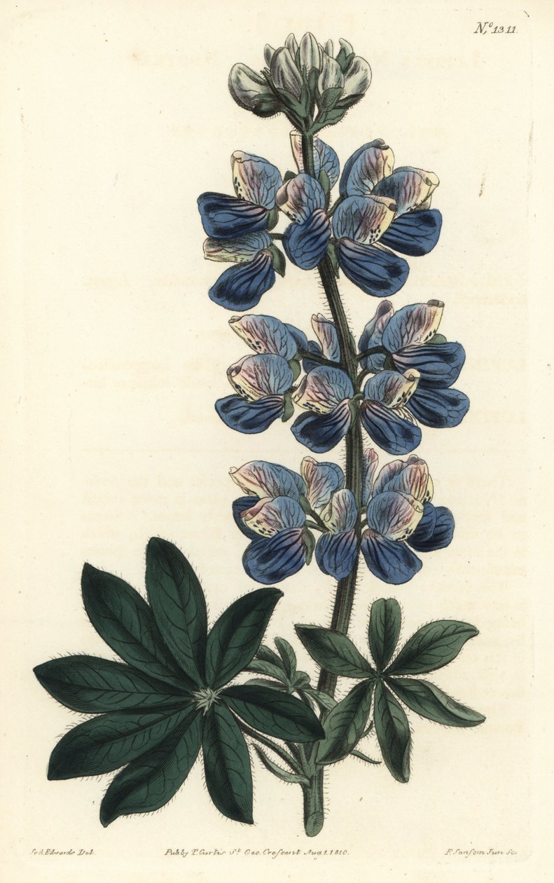 诺特卡羽扇豆--诺特卡-斯德羽扇豆，Lupinus nootkatensis。F. Sansom Jr.根据Sydenham Edwards的插图进行的手绘铜版画，出自William Curtis的植物杂志，T. Curtis，伦敦 作者 西德纳姆·泰斯特·爱德华兹