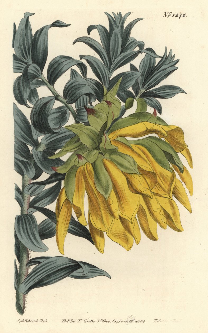 橙色的点头或山地大丽花，Liparia splendens（Ruscus-leaved liparia，Liparia sphaerica）。F. Sansom Jr.根据Sydenham Edwards的插图进行的手绘铜版画，出自William Curtis的植物杂志，T. Curtis，伦敦 作者 西德纳姆·泰斯特·爱德华兹