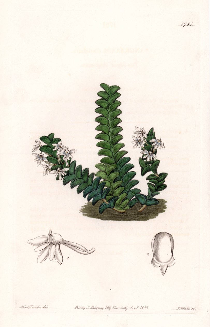 兰花。Angraecum品种，原产于赤道非洲--S.Watts雕刻的图版，来自Sarah Anne Drake（1803-1857）的插图，出自英国Sydenham Edwards（1768-1819）的植物学登记册。 作者 西德纳姆·泰斯特·爱德华兹