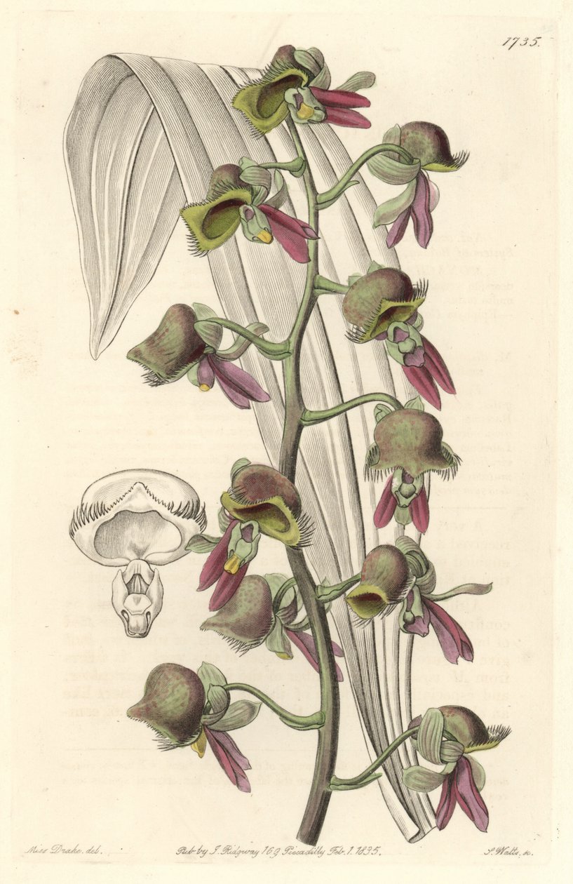 兰花Catasetum，双色花，原产于圭亚那--S.Watts根据Sarah Anne Drake（1803-1857）的插图创作的Water forte，来自《植物志》。 作者 西德纳姆·泰斯特·爱德华兹