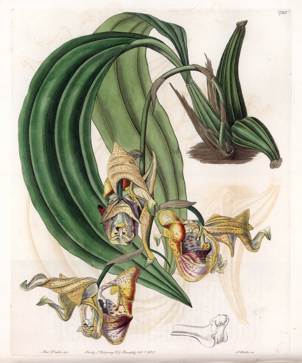 兰花。有斑点花的Coryanthes品种--S.Watts雕刻的图版，来自Sarah Anne Drake（1803-1857）的插图，出自英国Sydenham Edwards（1768-1819）的植物学名册。 作者 西德纳姆·泰斯特·爱德华兹