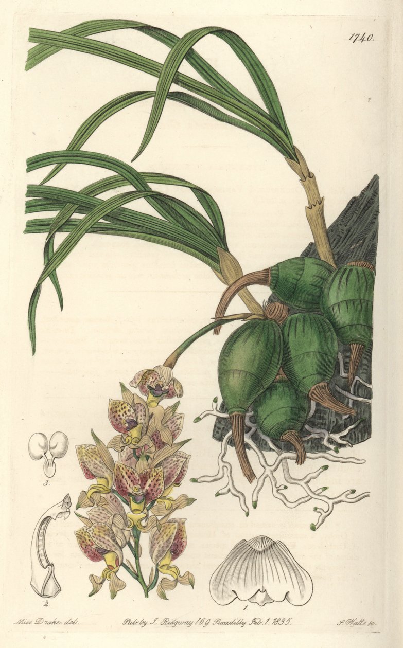兰花Grobya，有黄色和紫色的花朵，原产于巴西--S. Watts根据Sarah Anne Drake（1803-1857）的插图创作的Water forte，来自《植物志》。 作者 西德纳姆·泰斯特·爱德华兹