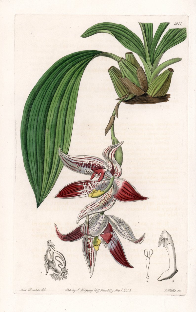 兰花。Paphinia cristata，原产于亚马逊--S.Watts雕刻的图版，来自Sarah Anne Drake（1803-1857）的插图，出自英国Sydenham Edwards（1768-1819）的植物学登记册。 作者 西德纳姆·泰斯特·爱德华兹