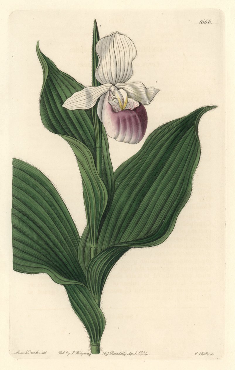 兰花，皇家 Cypripede - S. Watts 的 Water forte，来自植物学名录中 Sarah Anne Drake (1803-1857) 的插图 作者 西德纳姆·泰斯特·爱德华兹