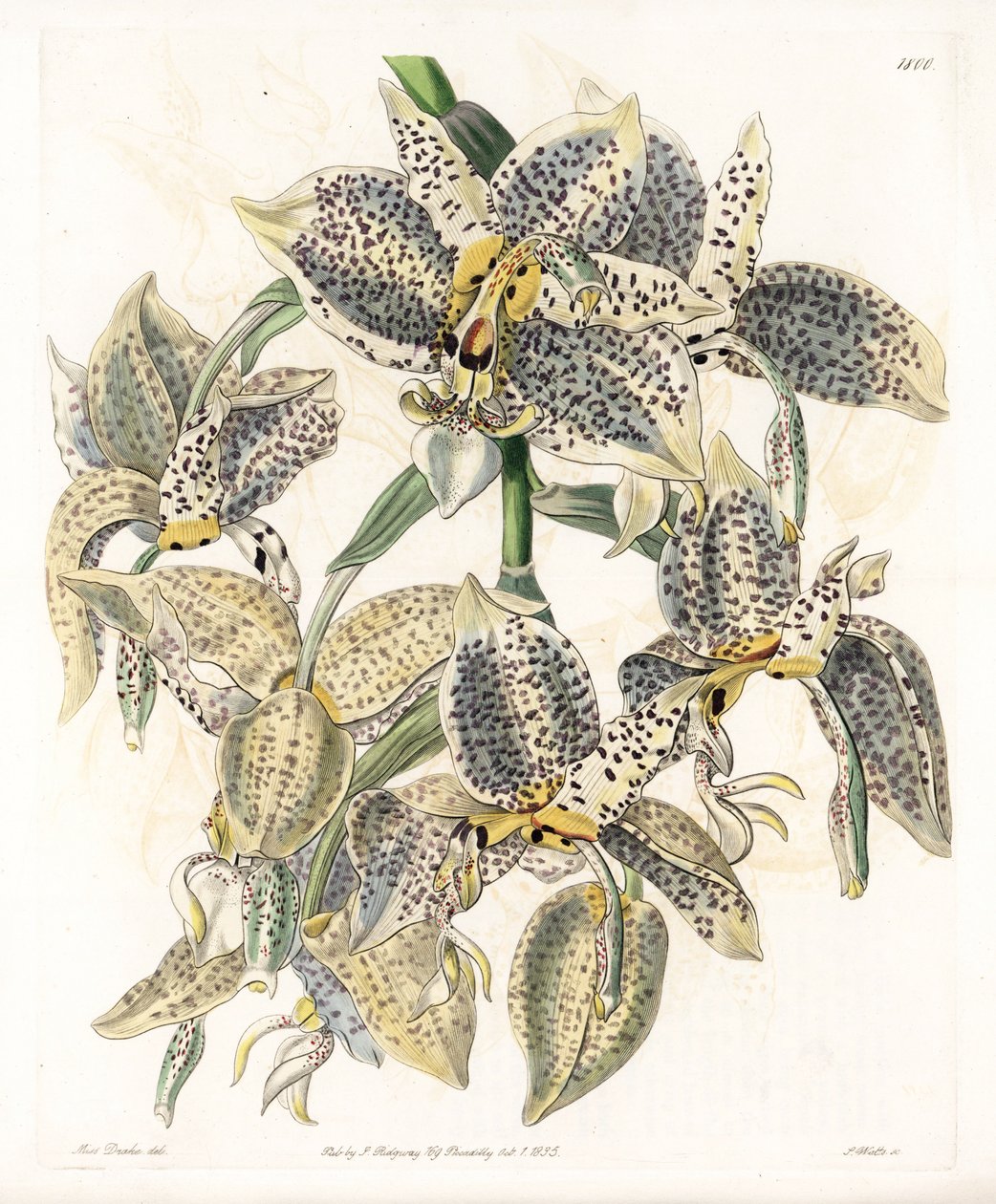 兰花。Stanhopea品种，新热带 - S.Watts雕刻的图版，来自Sarah Anne Drake（1803-1857）的插图，出自英国Sydenham Edwards（1768-1819）的植物学登记册。 作者 西德纳姆·泰斯特·爱德华兹