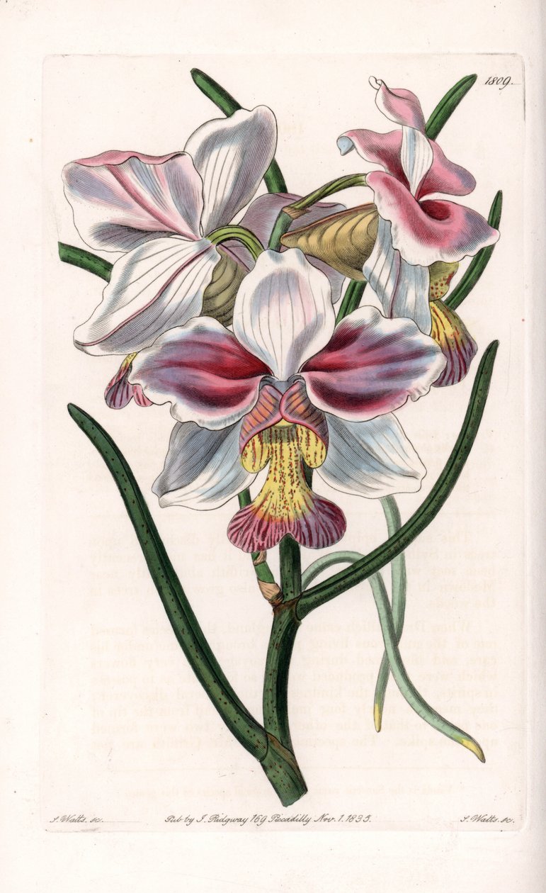兰花。Vanda品种，亚洲的附生物种--S.Watts雕刻的图版，来自Sarah Anne Drake（1803-1857）的插图，出自英国Sydenham Edwards（1768-1819）的植物学登记册。 作者 西德纳姆·泰斯特·爱德华兹