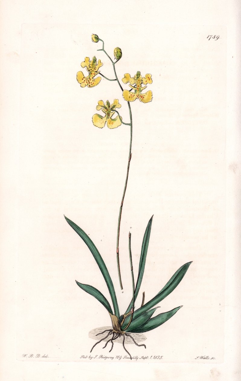 兰花：Variete Tolumnia guianensis，海地和圣多明各特有 - S.Watts 雕刻的盘子，来自 Sarah Anne Drake (1803-1857) 的插图，来自英国 Sydenham Edwards (1768-1819) 的植物名录 作者 西德纳姆·泰斯特·爱德华兹