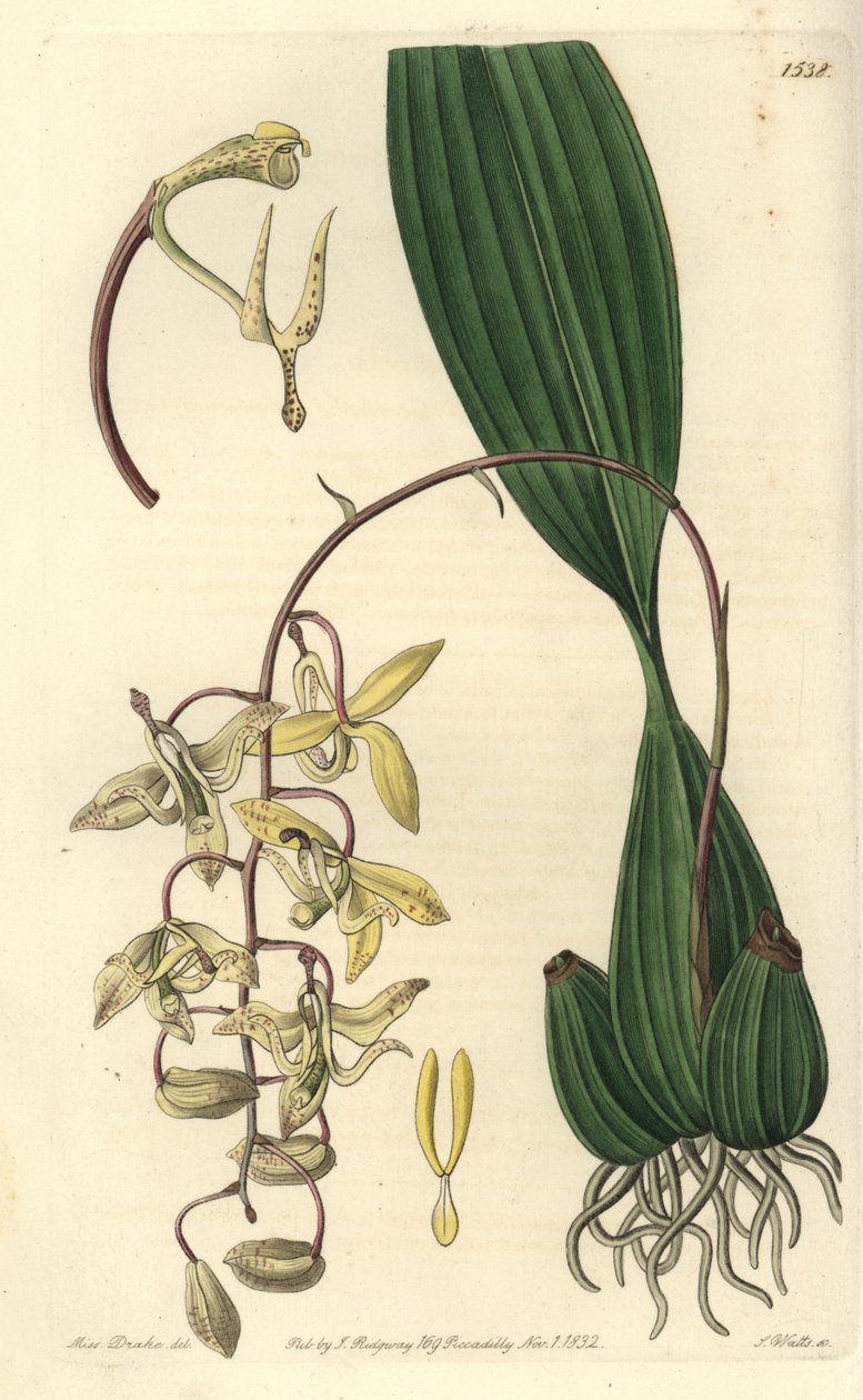 兰花品种 Cirrhaea - Loddiges