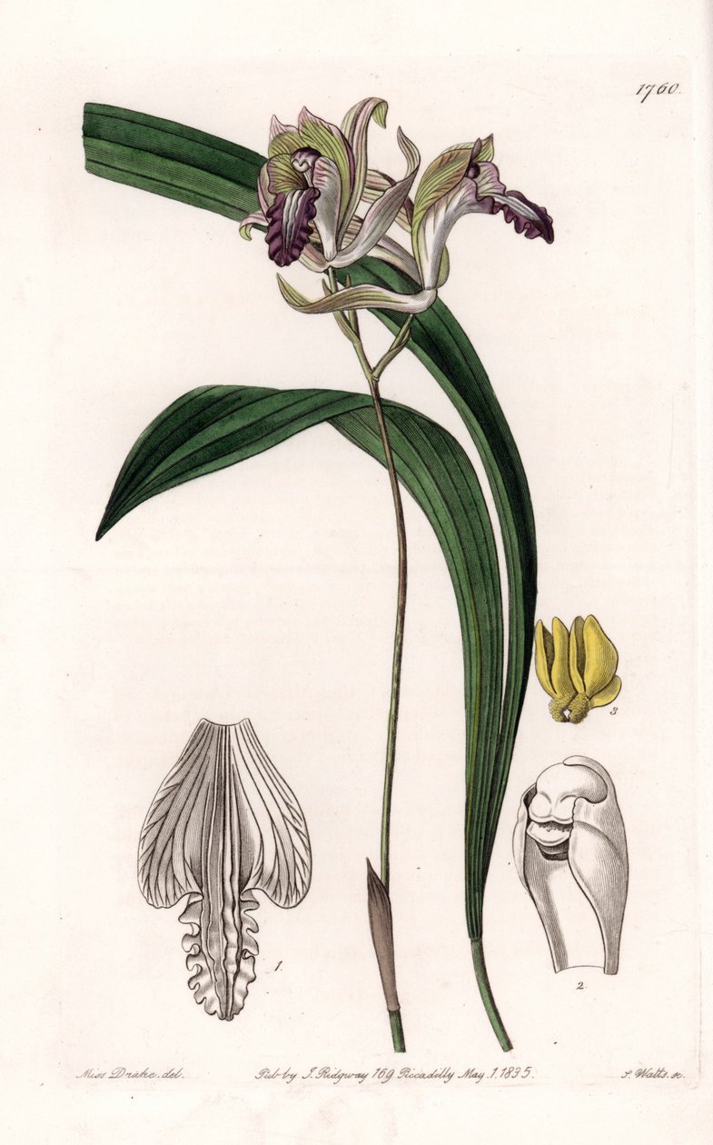 兰花。美国的Bletia品种--S.Watts雕刻的图版，来自Sarah Anne Drake（1803-1857）的插图，出自英国Sydenham Edwards（1768-1819）的植物学登记册。 作者 西德纳姆·泰斯特·爱德华兹