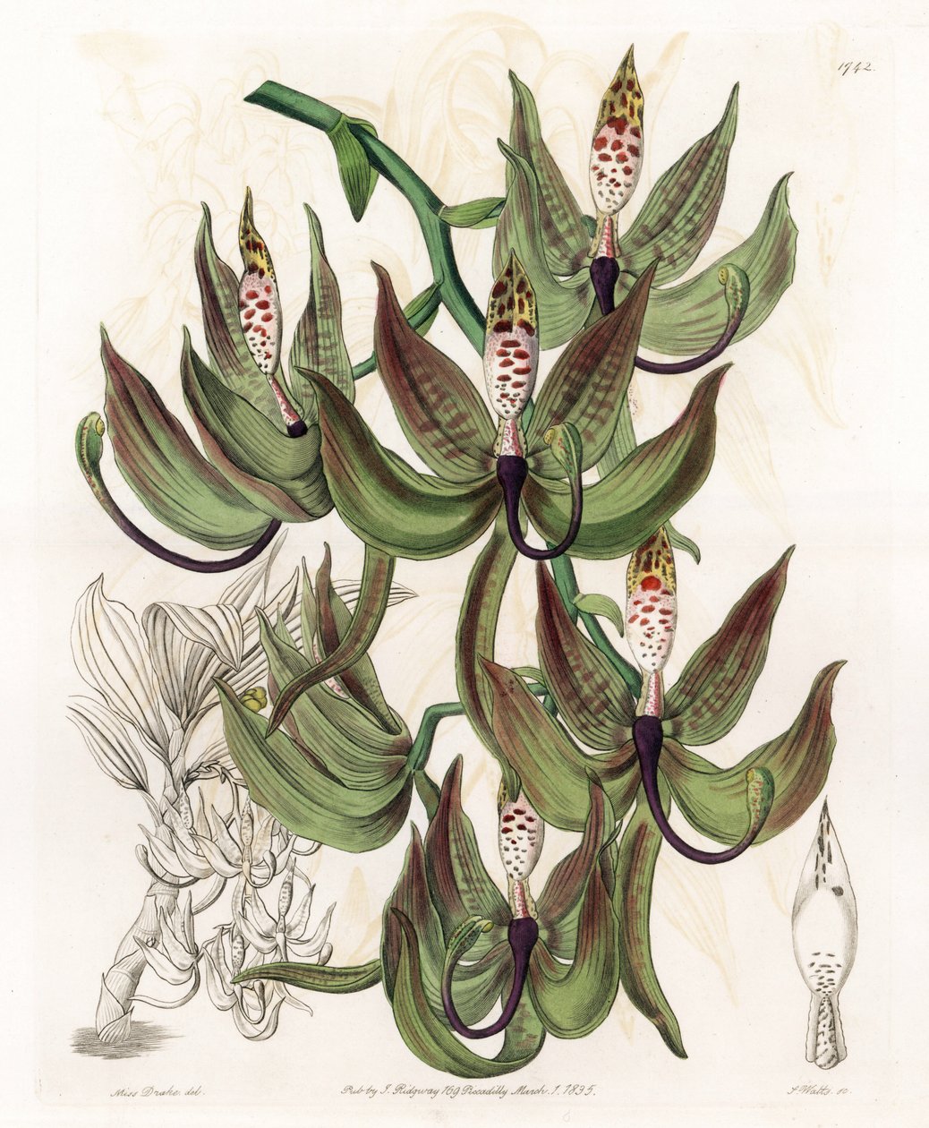Orchid: Variety of Cycnoche - S.Watts 的雕刻板，来自 Sarah Anne Drake (1803-1857) 的插图，来自英国 Sydenham Edwards (1768-1819) 的植物名录 作者 西德纳姆·泰斯特·爱德华兹