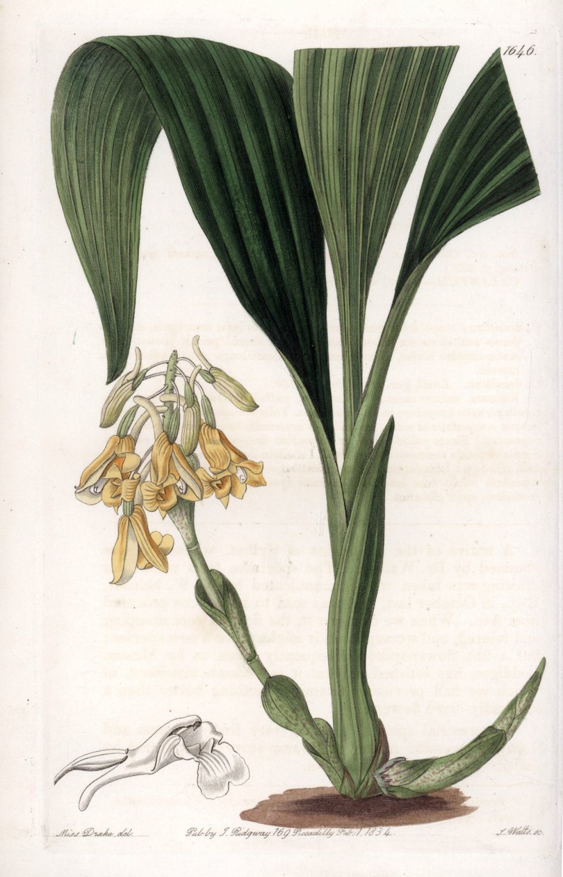 兰花：卡兰特品种，开黄色的花--图版由S.Watts雕刻，出自Sarah Anne Drake（1803-1857）的插图，出自英国Sydenham Edwards（1768-1819）的植物学名册。 作者 西德纳姆·泰斯特·爱德华兹