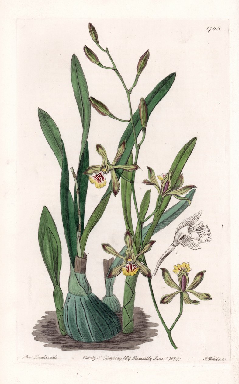 Orchid: epidendre grele - S.Watts的刻板，来自Sarah Anne Drake（1803-1857）的插图，出自英国Sydenham Edwards（1768-1819）的植物学登记册。 作者 西德纳姆·泰斯特·爱德华兹