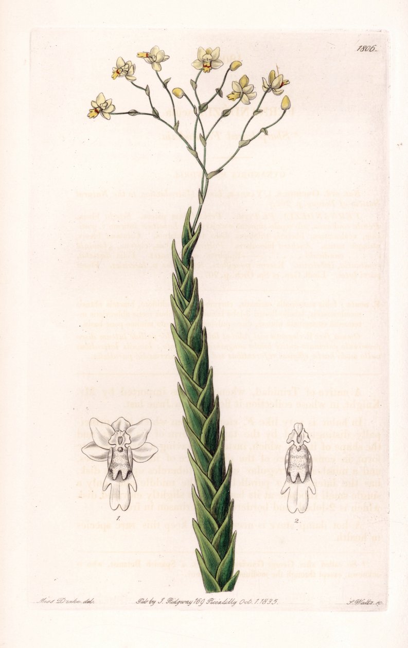 兰花：Lockhartia 的奇异品种 - S.Watts 雕刻的盘子，来自 Sarah Anne Drake (1803-1857) 的插图，来自英国 Sydenham Edwards (1768-1819) 的植物名录 作者 西德纳姆·泰斯特·爱德华兹