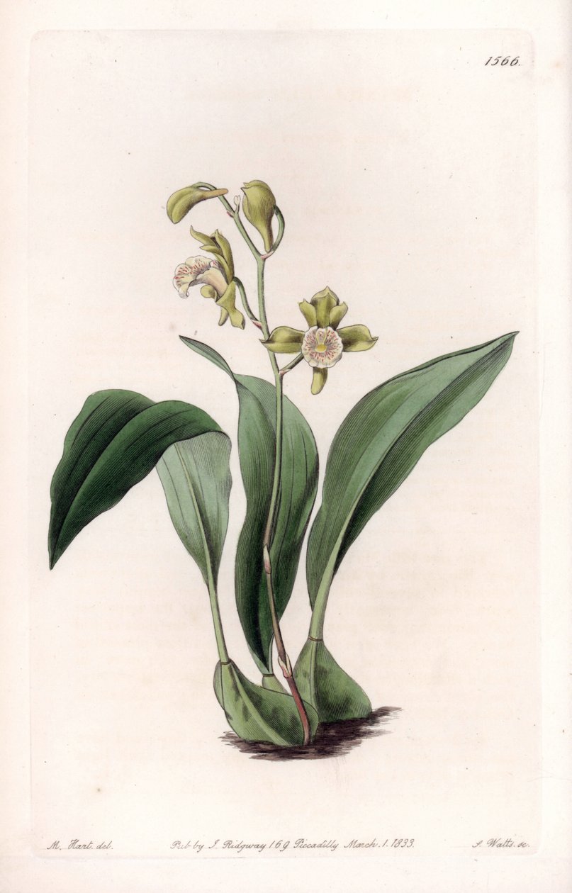 兰花：上颚一束--S.Watts的刻板，来自莎拉-安妮-德雷克（1803-1857）的插图，出自英国西登纳姆-爱德华兹（1768-1819）的植物学登记册 作者 西德纳姆·泰斯特·爱德华兹