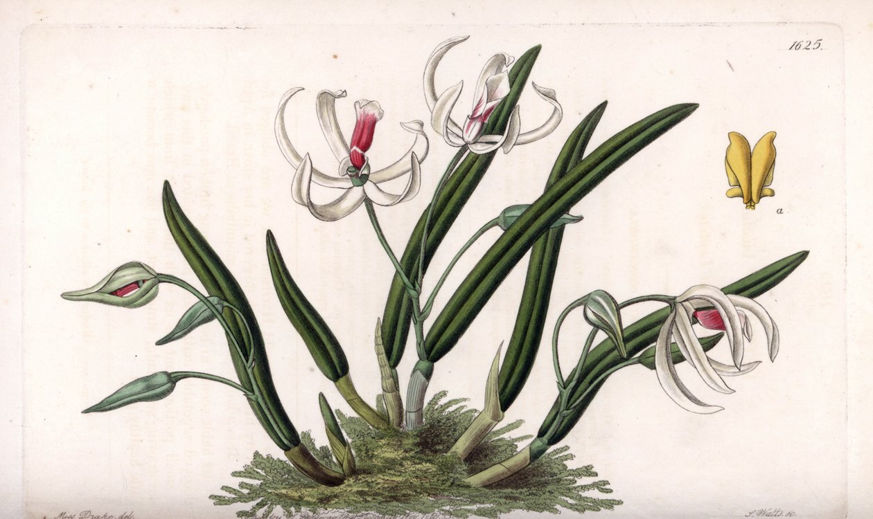 兰花：鳞茎的微型品种--由S.Watts雕刻的图版，来自Sarah Anne Drake（1803-1857）的插图，出自英国Sydenham Edwards（1768-1819）的《植物志》。 作者 西德纳姆·泰斯特·爱德华兹