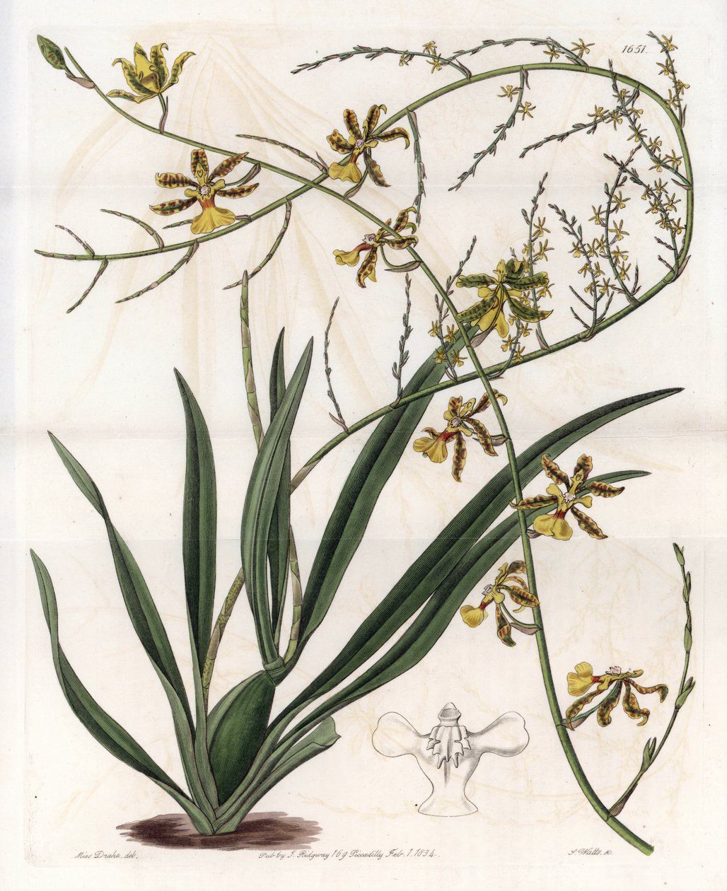 兰花：oncidium variete，西印度群岛的附生植物--S.Watts雕刻的图版，来自Sarah Anne Drake（1803-1857）的插图，出自英国Sydenham Edwards（1768-1819）的植物学登记册。 作者 西德纳姆·泰斯特·爱德华兹