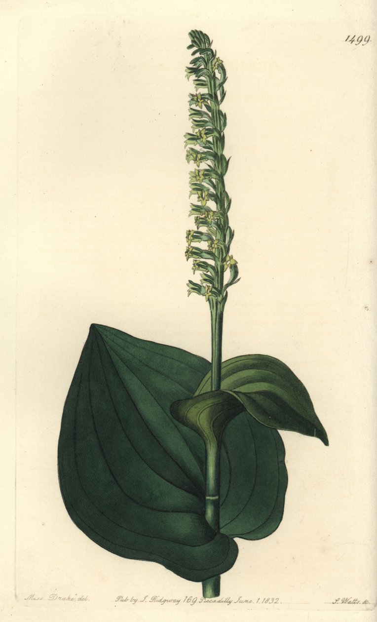 兰花品种 - Gennaria diphylla (Heart-leaved herminium, Herminium cordatum)。S. Watts根据Sydenham Edwards的《植物志》中Sarah Drake小姐的插图进行的手绘铜版画，伦敦Ridgeway。 作者 西德纳姆·泰斯特·爱德华兹