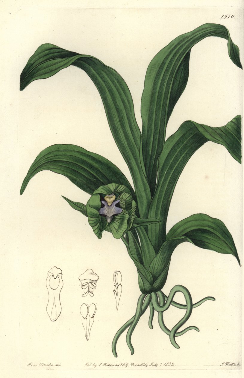 兰花品种--Pabstia viridis兰花（绿色麦饭石，Maxillaria viridis）。S. Watts根据Sydenham Edwards的《植物志》中Sarah Drake小姐的插图进行的手绘铜版画，伦敦Ridgeway。 作者 西德纳姆·泰斯特·爱德华兹