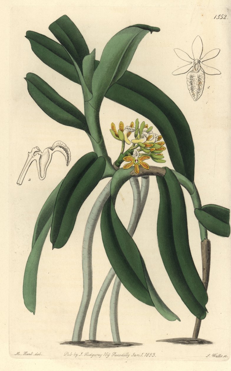 兰花品种 Saccolabium - Acampe praemorsa 兰花 (Pimpled saccolabium, Saccolabium papilosum)。 来自伦敦里奇韦 Sydenham Edwards