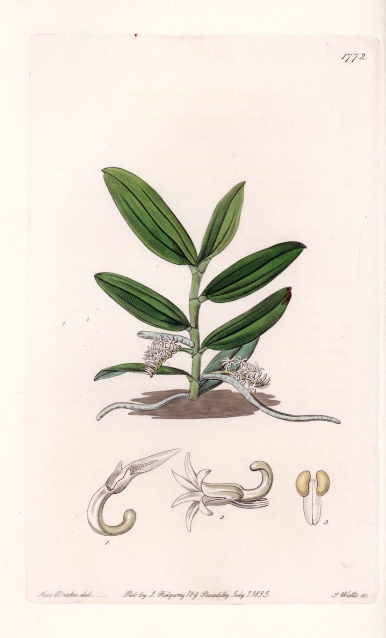 兰花：camphylocentrum的变种--S.Watts雕刻的图版，来自Sarah Anne Drake（1803-1857）的插图，出自英国Sydenham Edwards（1768-1819）的植物学记录。 作者 西德纳姆·泰斯特·爱德华兹