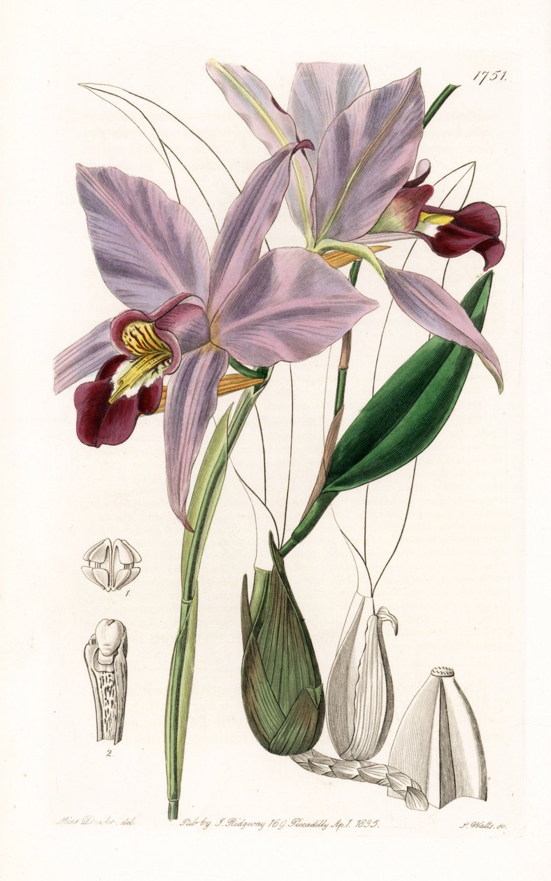 兰花：variete de laelia - S.Watts 雕刻的盘子，来自 Sarah Anne Drake (1803-1857) 的插图，来自英国 Sydenham Edwards (1768-1819) 的植物名录 作者 西德纳姆·泰斯特·爱德华兹