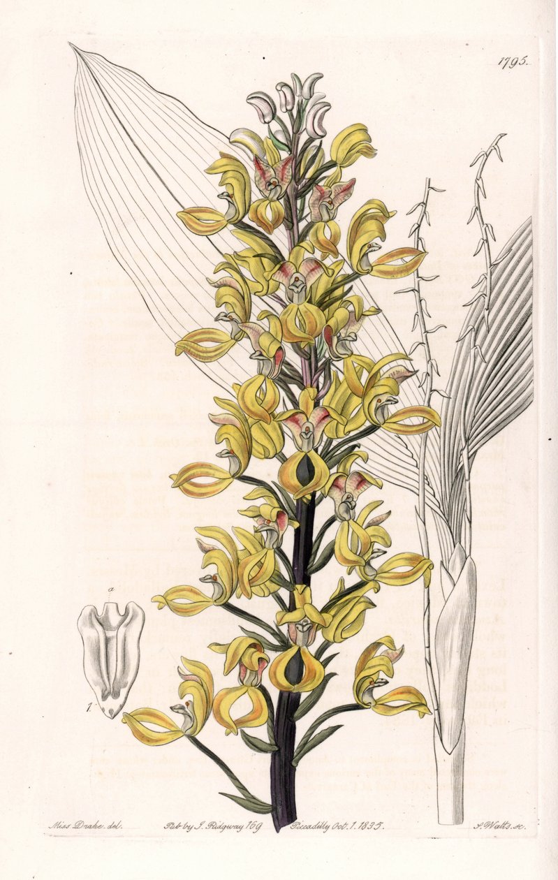Orchid: variete of govenia - S.Watts雕刻的图版，来自Sarah Anne Drake（1803-1857）的插图，出自英国Sydenham Edwards（1768-1819）的植物学记录。 作者 西德纳姆·泰斯特·爱德华兹