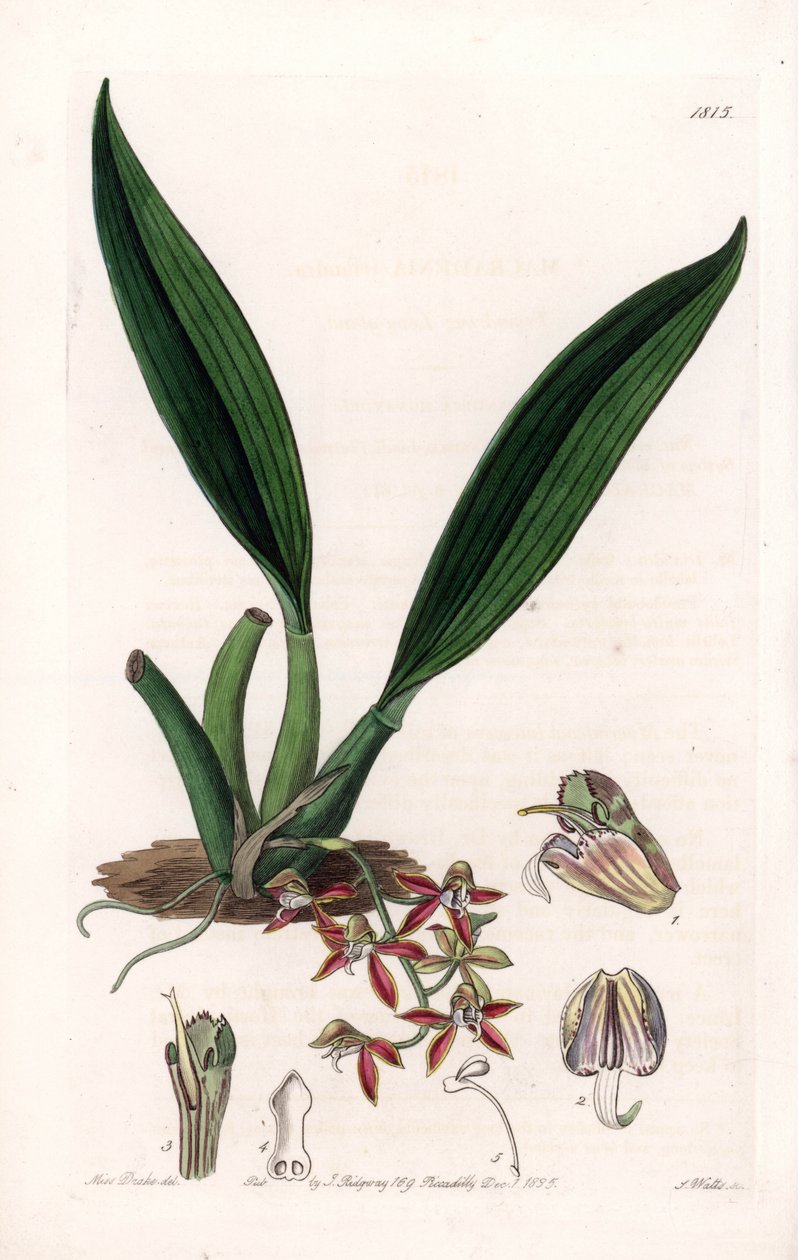 兰花： macradenia 的品种，原产于圭亚那 - S.Watts 雕刻的盘子，来自 Sarah Anne Drake (1803-1857) 的插图，来自英国 Sydenham Edwards (1768-1819) 的植物名录 作者 西德纳姆·泰斯特·爱德华兹