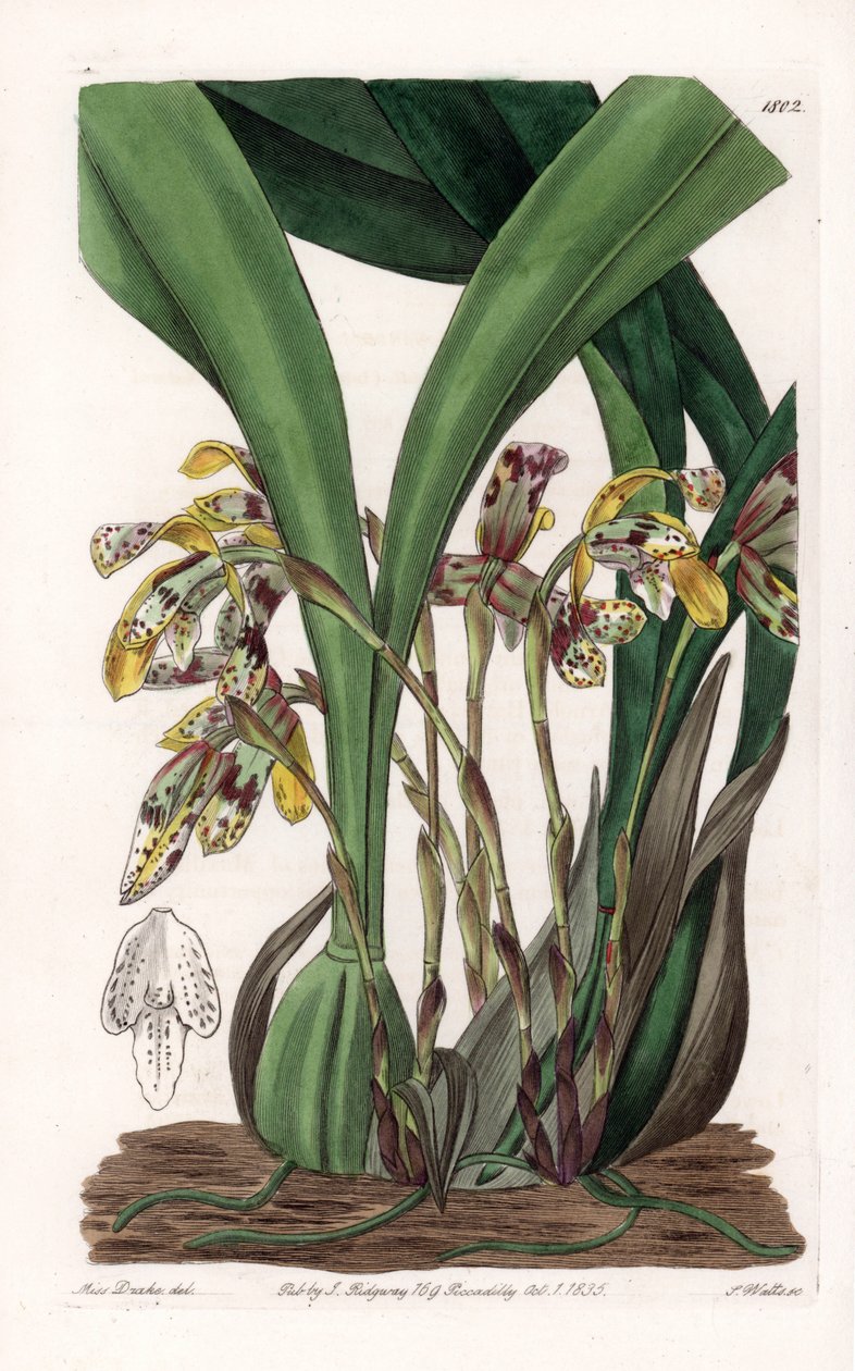 兰花：麦冬的变种，原产于南美洲--S.Watts根据Sarah Anne Drake（1803-1857）的插图雕刻的图版，出自英国Sydenham Edwards（1768-1819）的植物学登记册。 作者 西德纳姆·泰斯特·爱德华兹