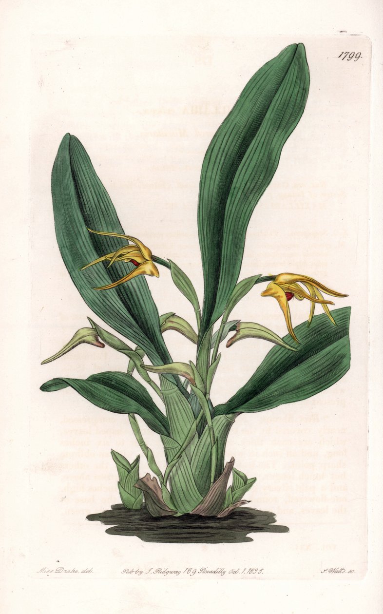兰花：麦冬的变种，原产于热带美洲--S.Watts雕刻的图版，来自Sarah Anne Drake（1803-1857）的插图，出自英国Sydenham Edwards（1768-1819）的植物学登记册。 作者 西德纳姆·泰斯特·爱德华兹