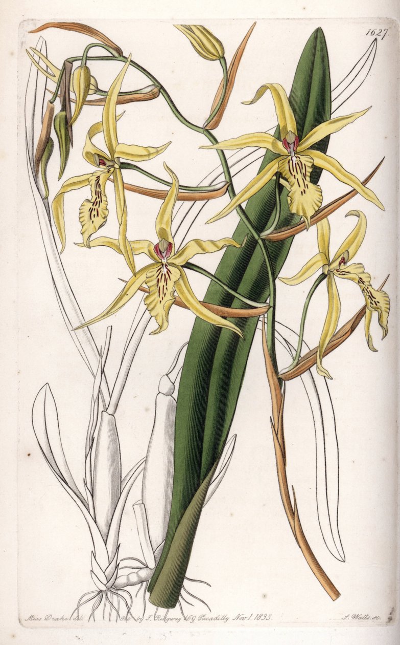 兰花：品种 miltonia 或 milt - S.Watts 雕刻的盘子，来自 Sarah Anne Drake (1803-1857) 的插图，来自英国 Sydenham Edwards (1768-1819) 的植物登记册 作者 西德纳姆·泰斯特·爱德华兹