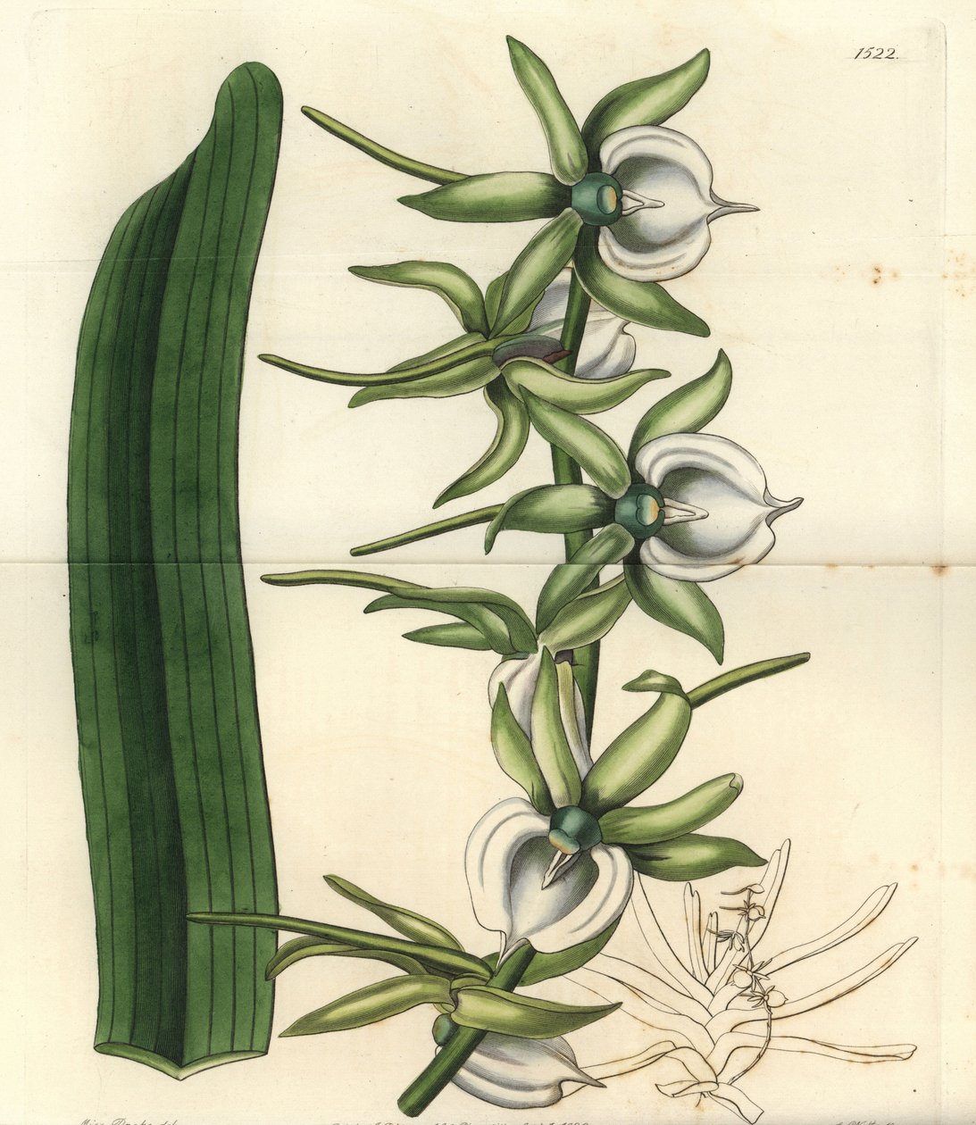 印度洋群岛的兰花品种 - 象牙兰，Angraecum eburneum。S. Watts根据Sydenham Edwards的《植物志》中Sarah Drake小姐的插图进行的手绘铜版画，伦敦Ridgeway。 作者 西德纳姆·泰斯特·爱德华兹