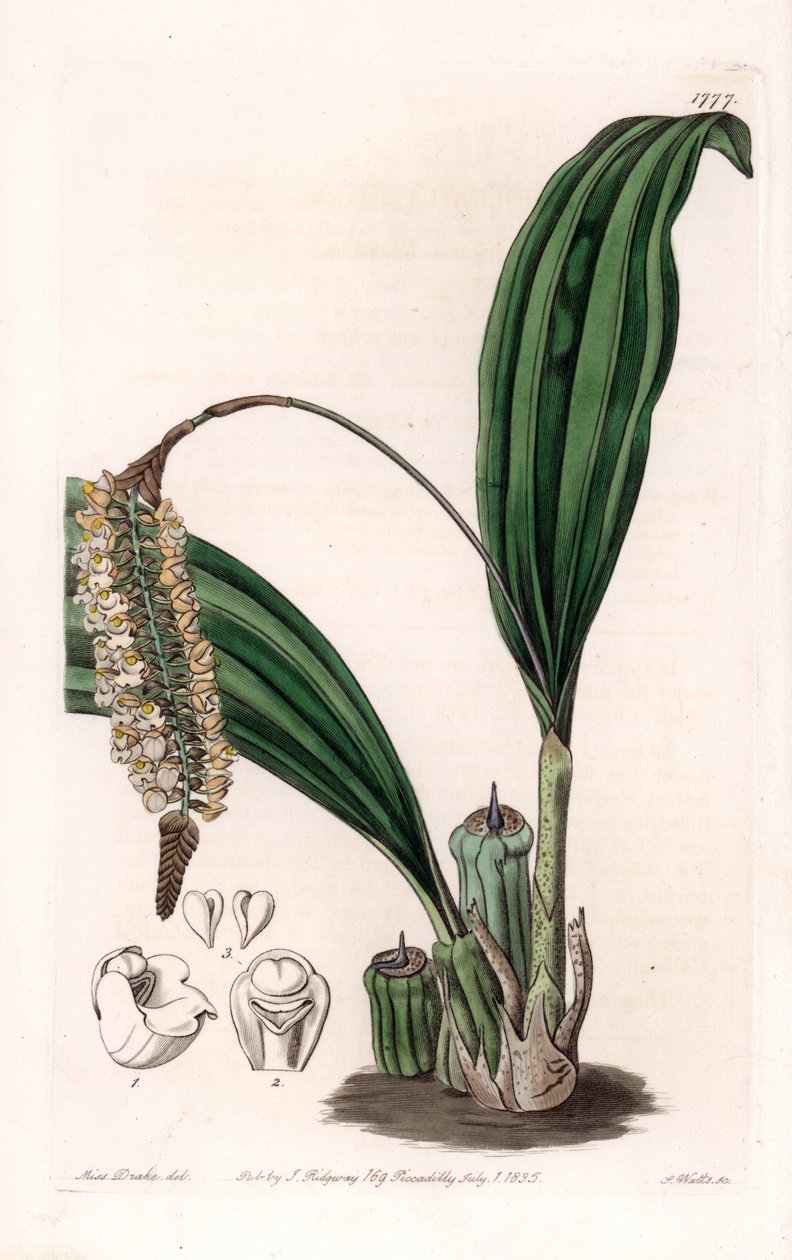 兰花：Pholidota的变种，原产于亚洲--图版由S.Watts雕刻，出自Sarah Anne Drake（1803-1857）的插图，出自英国Sydenham Edwards（1768-1819）的植物学登记册 作者 西德纳姆·泰斯特·爱德华兹