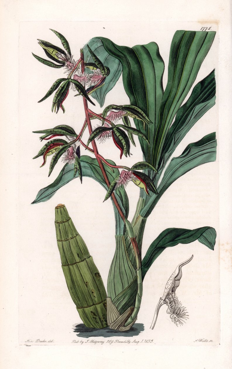 兰花：catasetum的变种，被称为大胡子--S.Watts刻板，出自Sarah Anne Drake（1803-1857）的插图，出自英国Sydenham Edwards（1768-1819）的植物学登记册 作者 西德纳姆·泰斯特·爱德华兹