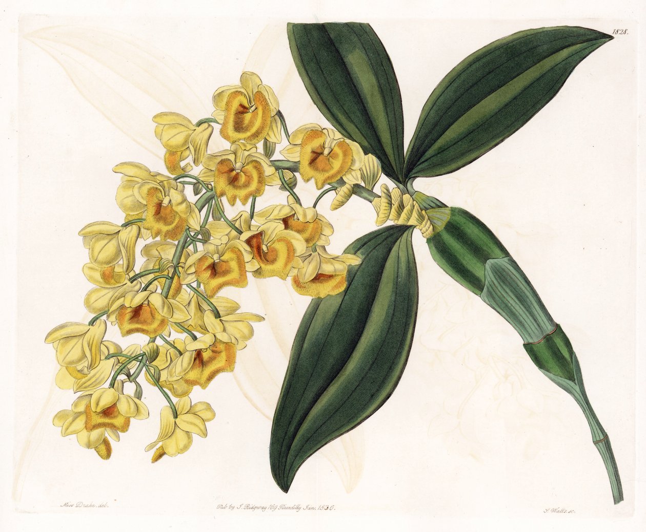 兰花：各种石斛 - S.Watts 雕刻的盘子，来自 Sarah Anne Drake (1803-1857) 的插图，来自英国 Sydenham Edwards (1768-1819) 的植物名录 作者 西德纳姆·泰斯特·爱德华兹